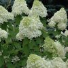 Limelight Hydrangea #3 - Image 3